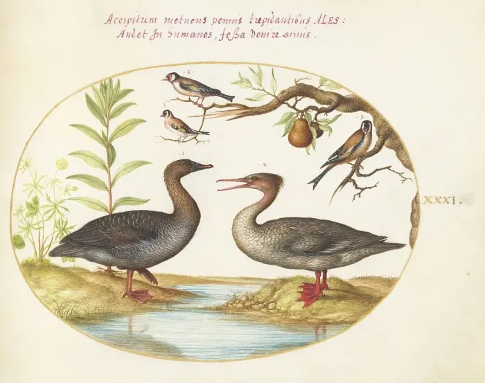 Framed Print : Animalia Volatilia et Amphibia (Aier): Plate XXXI, c. 1575 / 1580. Creator: Joris Hoefnagel Framed Print : Animalia Volatilia et Amphibia (Aier): Plate XXXI, c. 1575 / 1580. Creator: Joris Hoefnagel