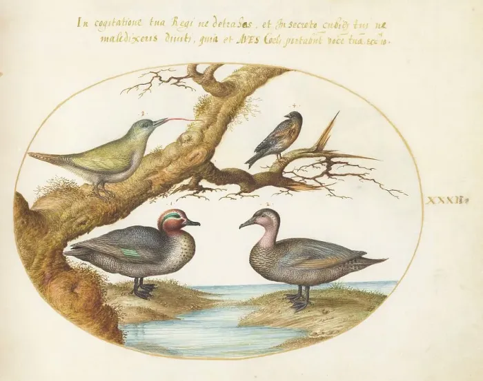 Framed Print : Animalia Volatilia et Amphibia (Aier): Plate XXXII, c. 1575 / 1580. Creator: Joris Hoefnagel Framed Print : Animalia Volatilia et Amphibia (Aier): Plate XXXII, c. 1575 / 1580. Creator: Joris Hoefnagel