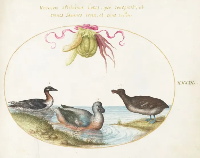 Framed Print : Animalia Volatilia et Amphibia (Aier): Plate XXXIX, c. 1575 / 1580. Creator: Joris Hoefnagel