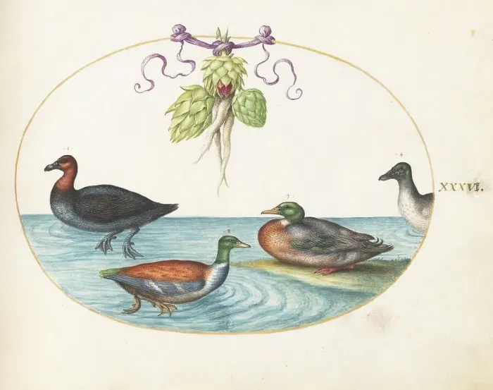 Framed Print : Animalia Volatilia et Amphibia (Aier): Plate XXXVI, c. 1575 / 1580. Creator: Joris Hoefnagel Framed Print : Animalia Volatilia et Amphibia (Aier): Plate XXXVI, c. 1575 / 1580. Creator: Joris Hoefnagel