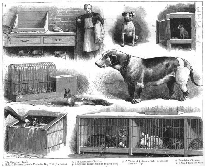 Framed Print : The Animals Institute-A Hospital for Horses, Dogs, Cats, etc 1888. Creator: Unknown Framed Print : The Animals Institute-A Hospital for Horses, Dogs, Cats, etc 1888. Creator: Unknown