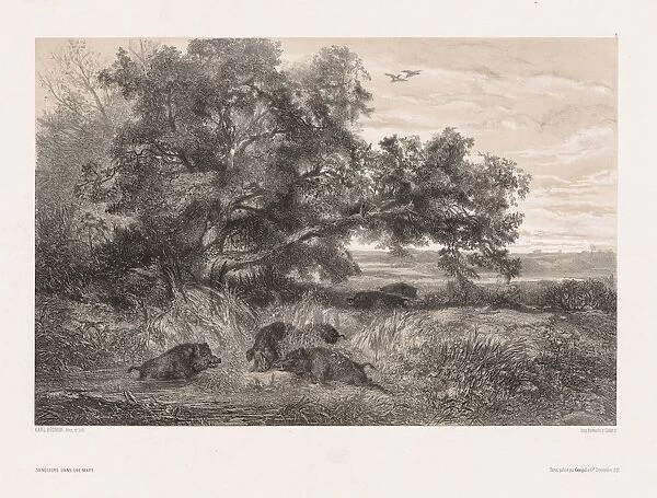Animals and Landscape after Nature: Wild Boar in a Pond, c. 1850. Creator: Karl Bodmer (Swiss