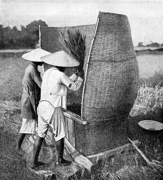 The Annamese way of reaping and threshing rice, Annam, Vietnam, 1922