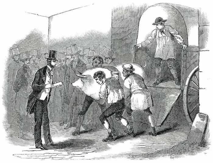Framed Print : The Annual Exhibition of the Smithfield Club - Bringing in Fat Pig, 1850. Creator: Unknown Framed Print : The Annual Exhibition of the Smithfield Club - Bringing in Fat Pig, 1850. Creator: Unknown