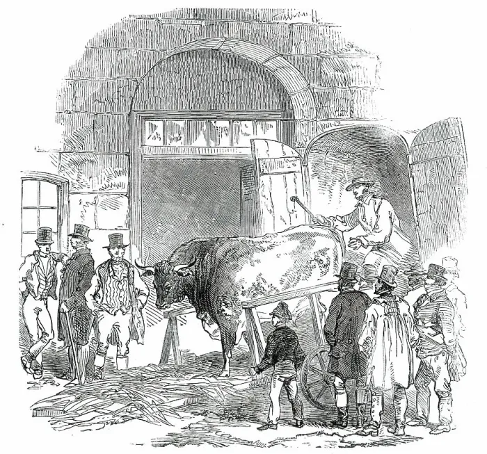Framed Print : The Annual Exhibition of the Smithfield Club - Bringing in Hereford Ox, 1850. Creator: Unknown Framed Print : The Annual Exhibition of the Smithfield Club - Bringing in Hereford Ox, 1850. Creator: Unknown