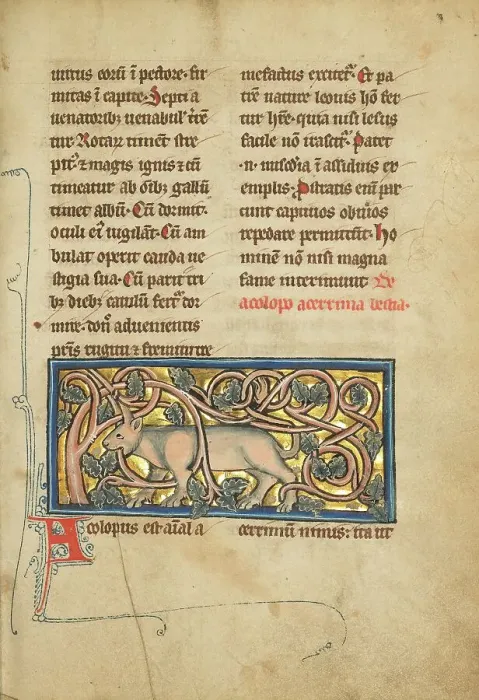 Framed Print : An Antelope with its Horns Entangled in a Bush; De Natura Avium, 1277 or after. Creator: Unknown Framed Print : An Antelope with its Horns Entangled in a Bush; De Natura Avium, 1277 or after. Creator: Unknown