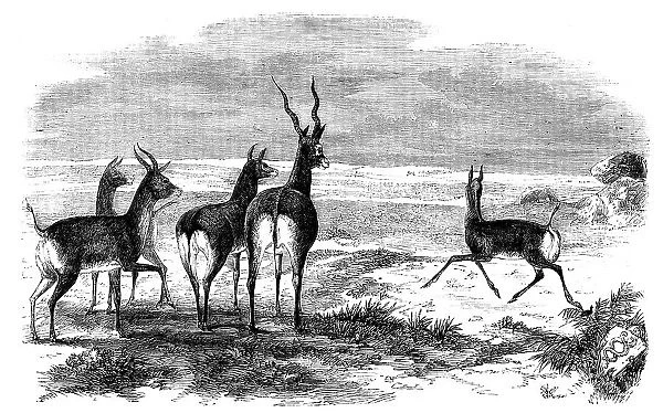 Antelope-Hunting in India - Antelopes Startled, 1858. Creator: Unknown