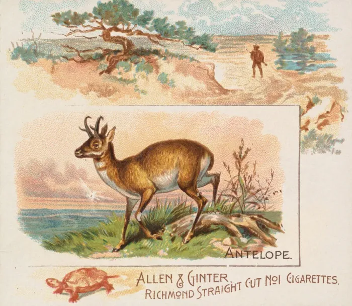 Framed Print : Antelope, from Quadrupeds series (N41) for Allen & Ginter Cigarettes, 1890 Framed Print : Antelope, from Quadrupeds series (N41) for Allen & Ginter Cigarettes, 1890
