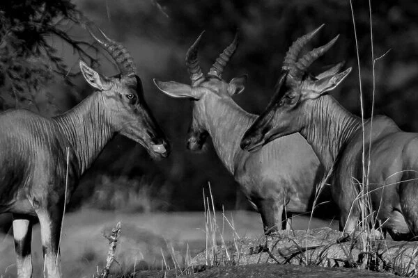 Antelopes Trio. Creator: Viet Chu