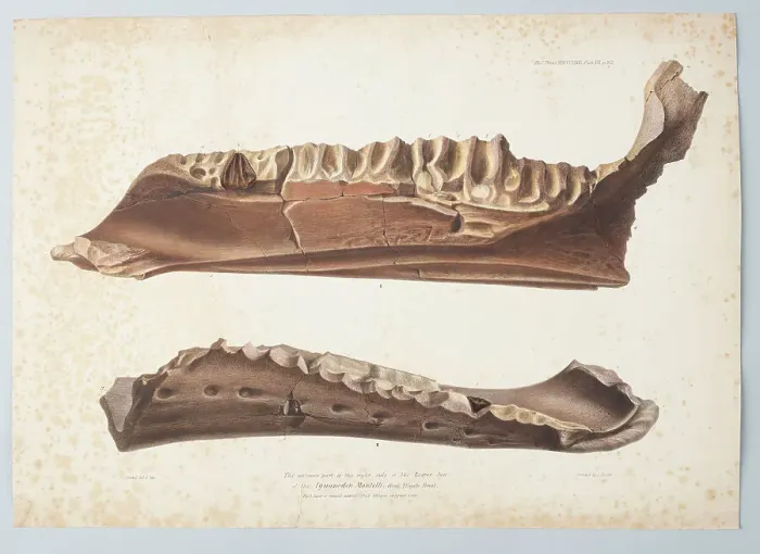 Framed Print : The anterior part of the right side of the Lower Jaw of the Iguanodon Mantelli from Tilgate... 1848 Creator: Joseph Dinkel Framed Print : The anterior part of the right side of the Lower Jaw of the Iguanodon Mantelli from Tilgate... 1848 Creator: Joseph Dinkel