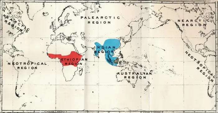 Framed Print : Anthropoidea - Map distribution Genera Semnopithecus (Blue), Nasalis (Brown), Colobus (Red), 1897 Framed Print : Anthropoidea - Map distribution Genera Semnopithecus (Blue), Nasalis (Brown), Colobus (Red), 1897