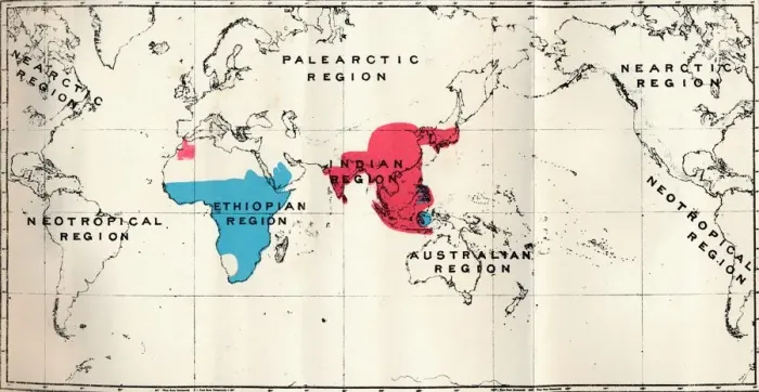 Framed Print : Anthropoidea - VI. Map distribution of various species (Blue) and Macacus (Red), 1897 Framed Print : Anthropoidea - VI. Map distribution of various species (Blue) and Macacus (Red), 1897