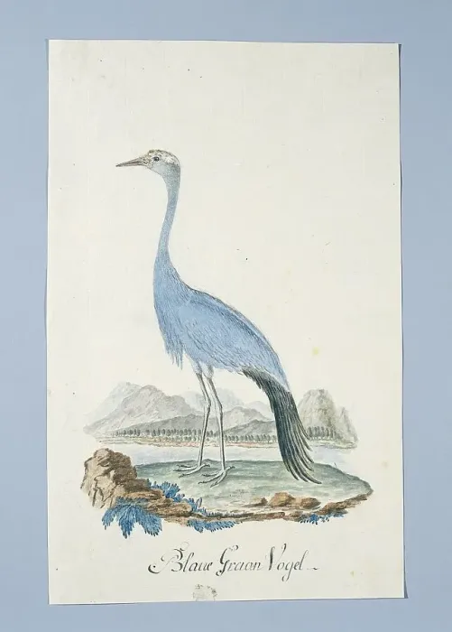 Framed Print : Anthropoides paradisea (Blue crane or Stanley crane), 1777-1786. Creators: Robert Jacob Gordon, Johannes Schumacher Framed Print : Anthropoides paradisea (Blue crane or Stanley crane), 1777-1786. Creators: Robert Jacob Gordon, Johannes Schumacher