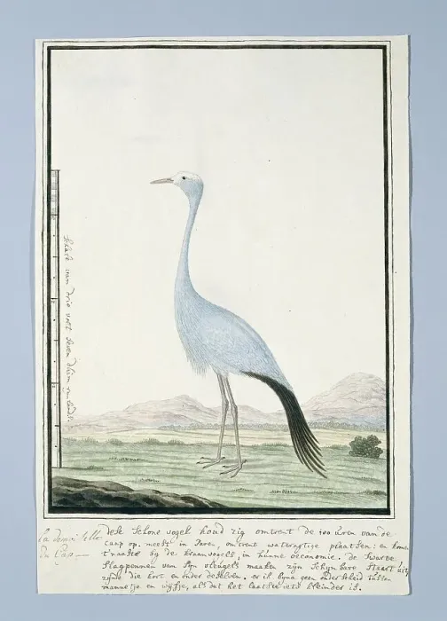 Framed Print : Anthropoides paradisea (Blue crane or Stanley crane), 1777-1786. Creator: Robert Jacob Gordon Framed Print : Anthropoides paradisea (Blue crane or Stanley crane), 1777-1786. Creator: Robert Jacob Gordon