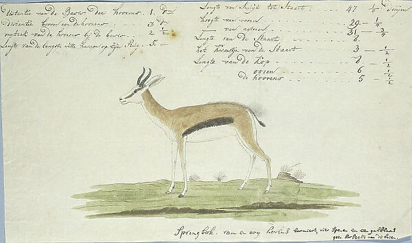 Antidorcas marsupialis (Springbok), 1774-1786. Creator: Robert Jacob Gordon
