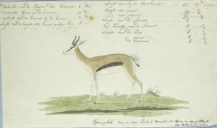 Framed Print : Antidorcas marsupialis (Springbok), 1774-1786. Creator: Robert Jacob Gordon Framed Print : Antidorcas marsupialis (Springbok), 1774-1786. Creator: Robert Jacob Gordon