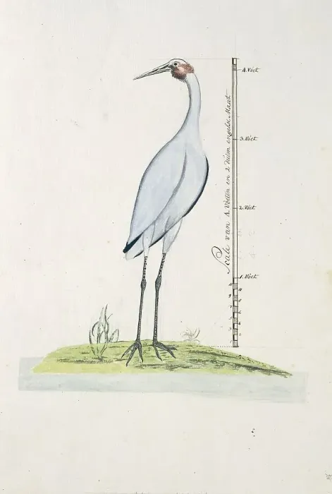 Framed Print : Antigone rubicunda (Brolga, or Australian Crane), 1770-1780. Creator: George Raper Framed Print : Antigone rubicunda (Brolga, or Australian Crane), 1770-1780. Creator: George Raper