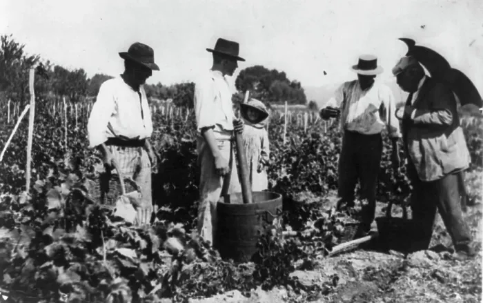 Framed Print : Antoine Lumiere inspecting grape harvest, n.d.. Creator: Frances Benjamin Johnston Framed Print : Antoine Lumiere inspecting grape harvest, n.d.. Creator: Frances Benjamin Johnston