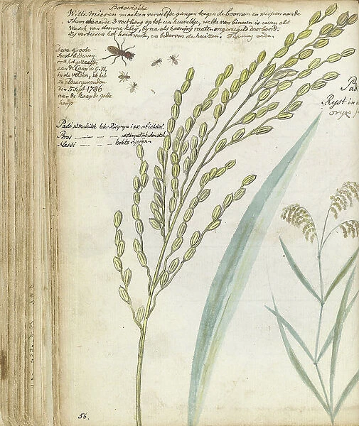 Ants and rice, 1786. Creator: Jan Brandes
