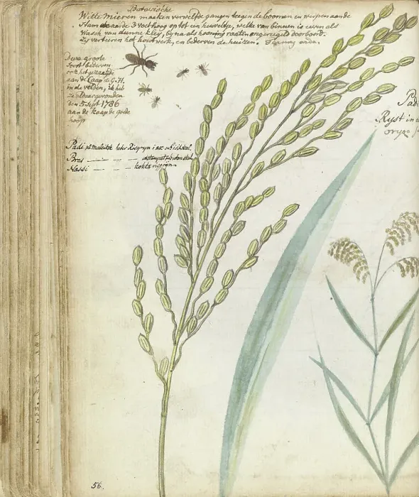 Framed Print : Ants and rice, 1786. Creator: Jan Brandes Framed Print : Ants and rice, 1786. Creator: Jan Brandes