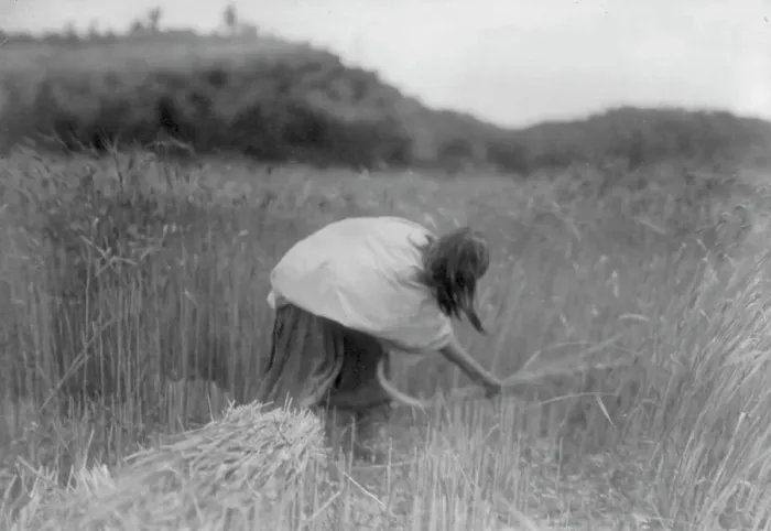 Framed Print : The Apache Reaper [gathering wheat], c1906. Creator: Edward Sheriff Curtis
