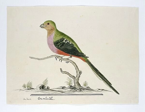 Apaloderma narina (Narina Trogon), 1777-1786. Creator: Robert Jacob Gordon
