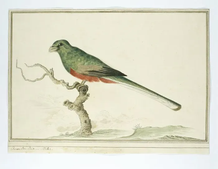 Framed Print : Apaloderma narina (Narina Trogon), 1777-1786. Creator: Robert Jacob Gordon Framed Print : Apaloderma narina (Narina Trogon), 1777-1786. Creator: Robert Jacob Gordon
