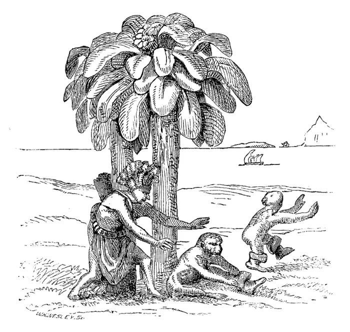 Framed Print : Apes on the banks of the Zaire, 1598, (1863). Creator: WH Wesley Framed Print : Apes on the banks of the Zaire, 1598, (1863). Creator: WH Wesley