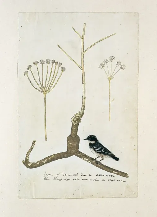 Framed Print : Apiacea or Umbeliffera, 1777-1786. Creator: Robert Jacob Gordon Framed Print : Apiacea or Umbeliffera, 1777-1786. Creator: Robert Jacob Gordon