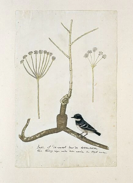 Apiacea or Umbeliffera, 1777-1786. Creator: Robert Jacob Gordon