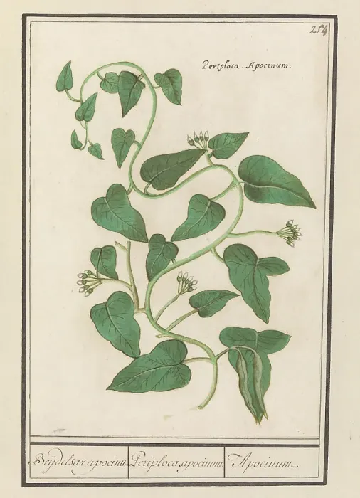 Framed Print : Apocynum, 1596-1610. Creators: Anselmus de Boodt, Elias Verhulst Framed Print : Apocynum, 1596-1610. Creators: Anselmus de Boodt, Elias Verhulst