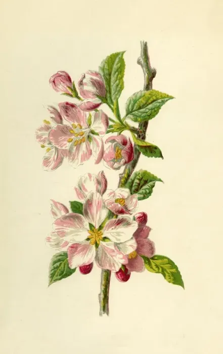 Framed Print : Apple, 1877. Creator: Frederick Edward Hulme