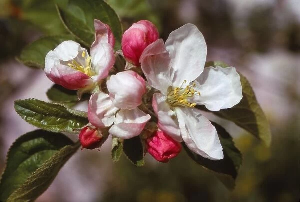 Apple Blossom (April), 20th century. Artist: CM Dixon