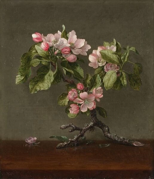 Apple Blossoms, 1873. Creator: Martin Johnson Heade (American, 1819-1904)