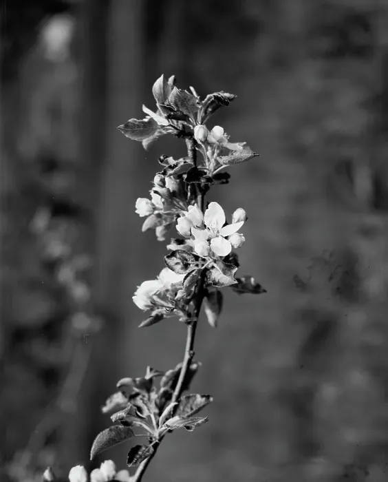 Framed Print : Apple blossoms, between 1900 and 1905. Creator: Unknown