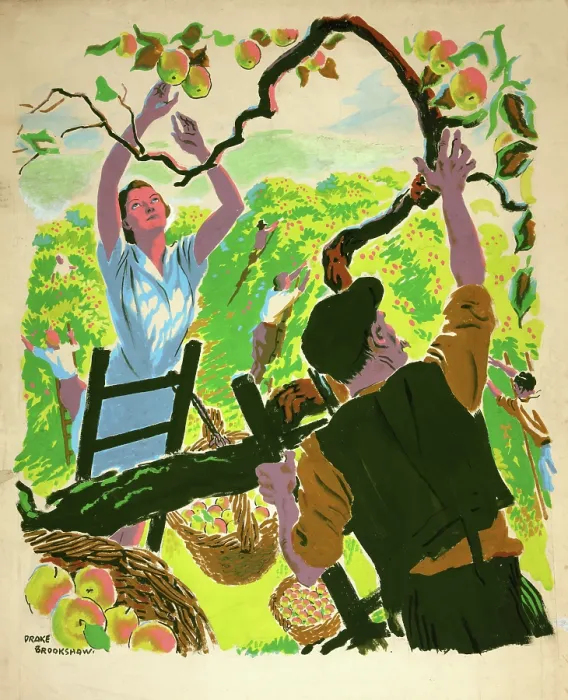 Framed Print : Apple picking, between 1939 and 1946. Creators: Central Office of Information, Percy Drake Brookshaw Framed Print : Apple picking, between 1939 and 1946. Creators: Central Office of Information, Percy Drake Brookshaw
