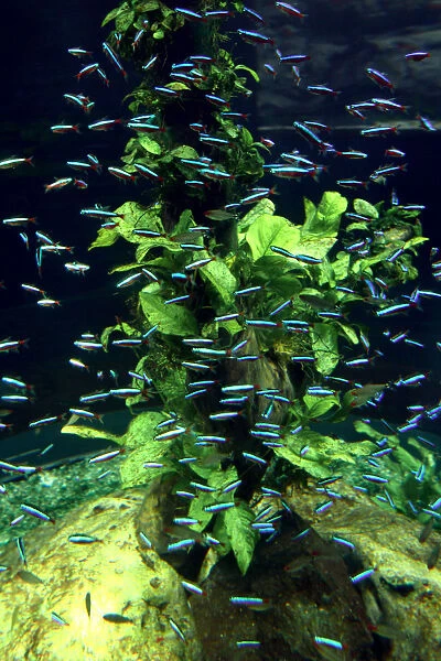 Aquarium, Loro Parque, Tenerife, Canary Islands, 2007