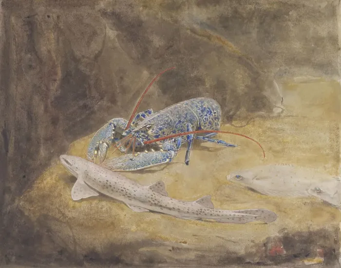 Framed Print : Aquarium with three North Sea fish: lobster, dogfish and plaice, c.1876-c.1924. Creator: Gerrit Willem Dijsselhof Framed Print : Aquarium with three North Sea fish: lobster, dogfish and plaice, c.1876-c.1924. Creator: Gerrit Willem Dijsselhof