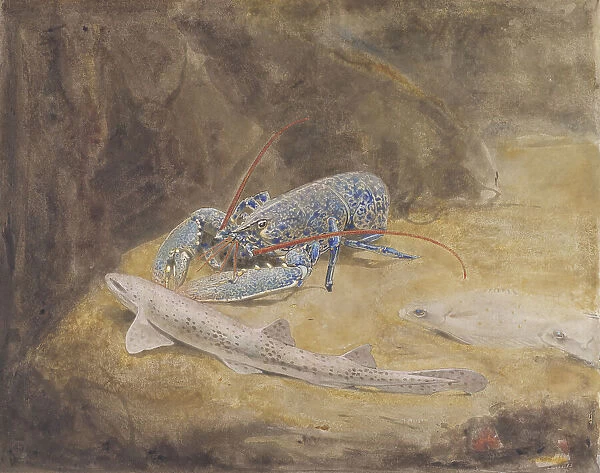 Aquarium with three North Sea fish: lobster, dogfish and plaice, c.1876-c.1924. Creator: Gerrit Willem Dijsselhof