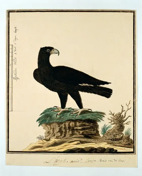 Framed Print : Aquila verreauxii (Verreaux's eagle), 1777-1786. Creator: Robert Jacob Gordon