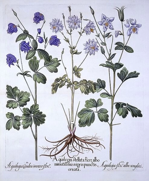 Aquilegia, from Hortus Eystettensis, by Basil Besler (1561-1629), pub. 1613