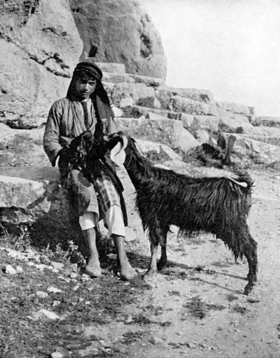 Framed Print : Arab boy and goat, Middle East, 1936. Artist: Donald McLeish Framed Print : Arab boy and goat, Middle East, 1936. Artist: Donald McLeish