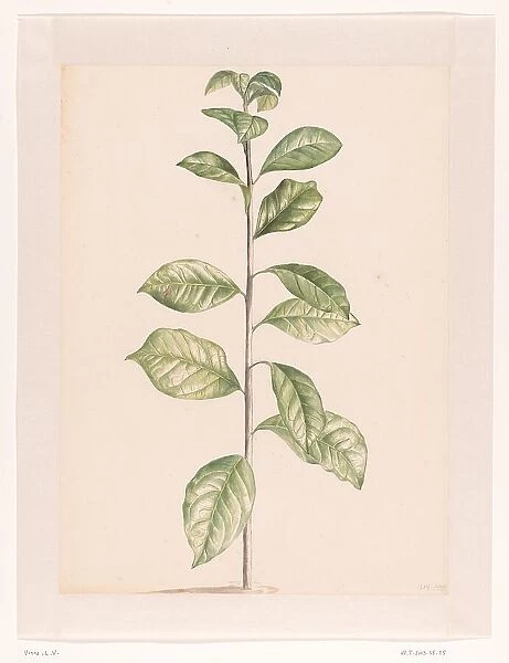 Arab coffee plant, 1668-1729. Creator: Vincent Laurentz van der Vinne I