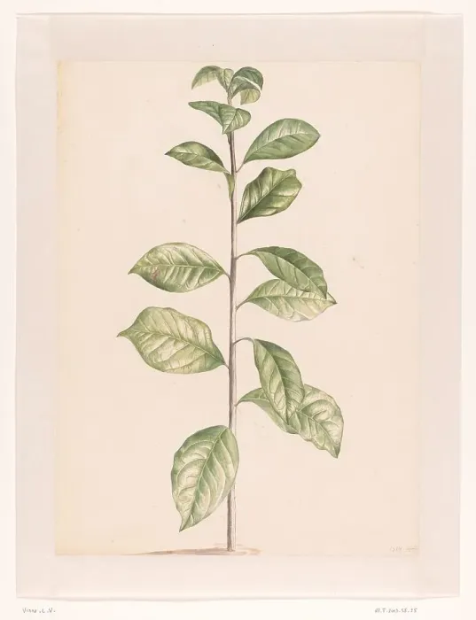 Framed Print : Arab coffee plant, 1668-1729. Creator: Vincent Laurentz van der Vinne I Framed Print : Arab coffee plant, 1668-1729. Creator: Vincent Laurentz van der Vinne I