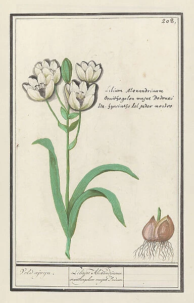 Arabian Star Flower (Ornithogalum arabicum), 1596-1610. Creators: Anselmus de Boodt, Elias Verhulst