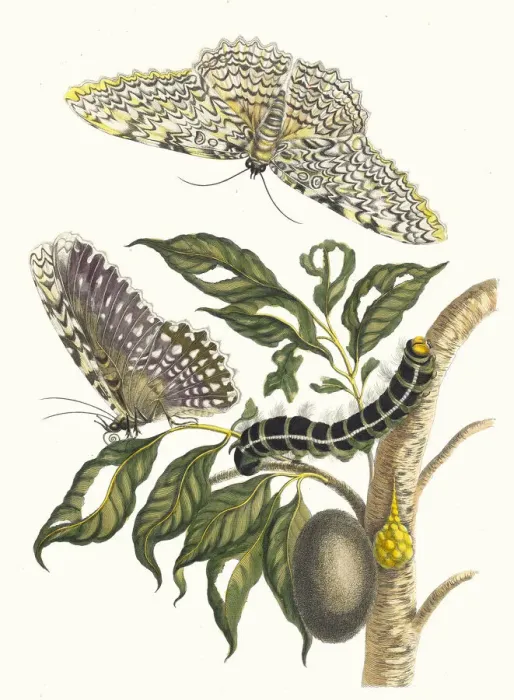 Framed Print : Arbre de gomme-gutte. From the Book Metamorphosis insectorum Surinamensium, 1705 Framed Print : Arbre de gomme-gutte. From the Book Metamorphosis insectorum Surinamensium, 1705