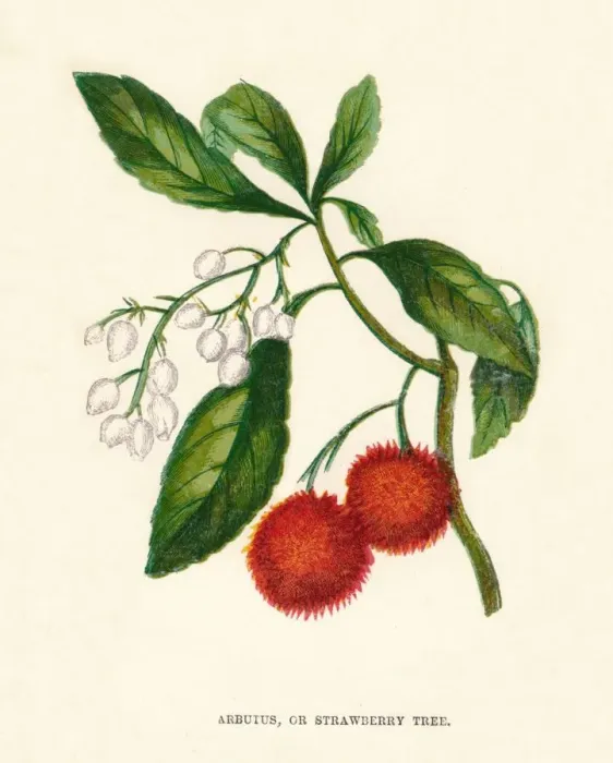 Framed Print : Arbutus, or Strawberry Tree, c1891, (1891). Artist: Anne Pratt Framed Print : Arbutus, or Strawberry Tree, c1891, (1891). Artist: Anne Pratt