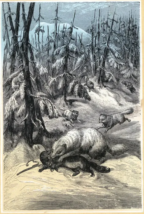Framed Print : Arctic Fox attacking trapped Sable, 1874 Framed Print : Arctic Fox attacking trapped Sable, 1874