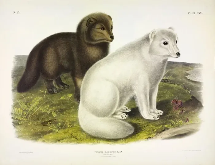Framed Print : Arctic Fox, Vulpes Lagopus, 1845 (colour lithograph) Framed Print : Arctic Fox, Vulpes Lagopus, 1845 (colour lithograph)
