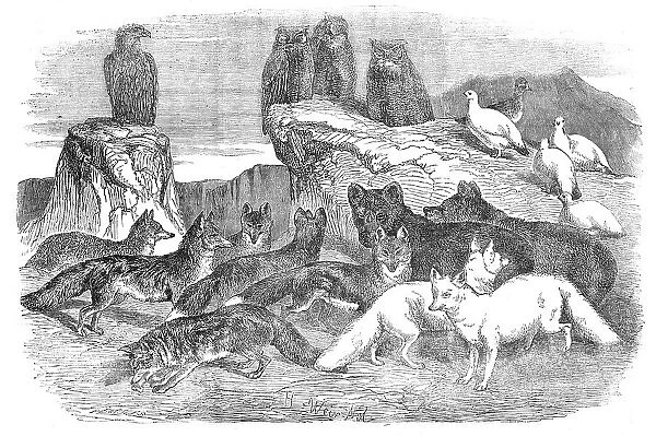 Arctic Foxes and Birds, just received by the Zoological Society, 1854. Creator: Unknown